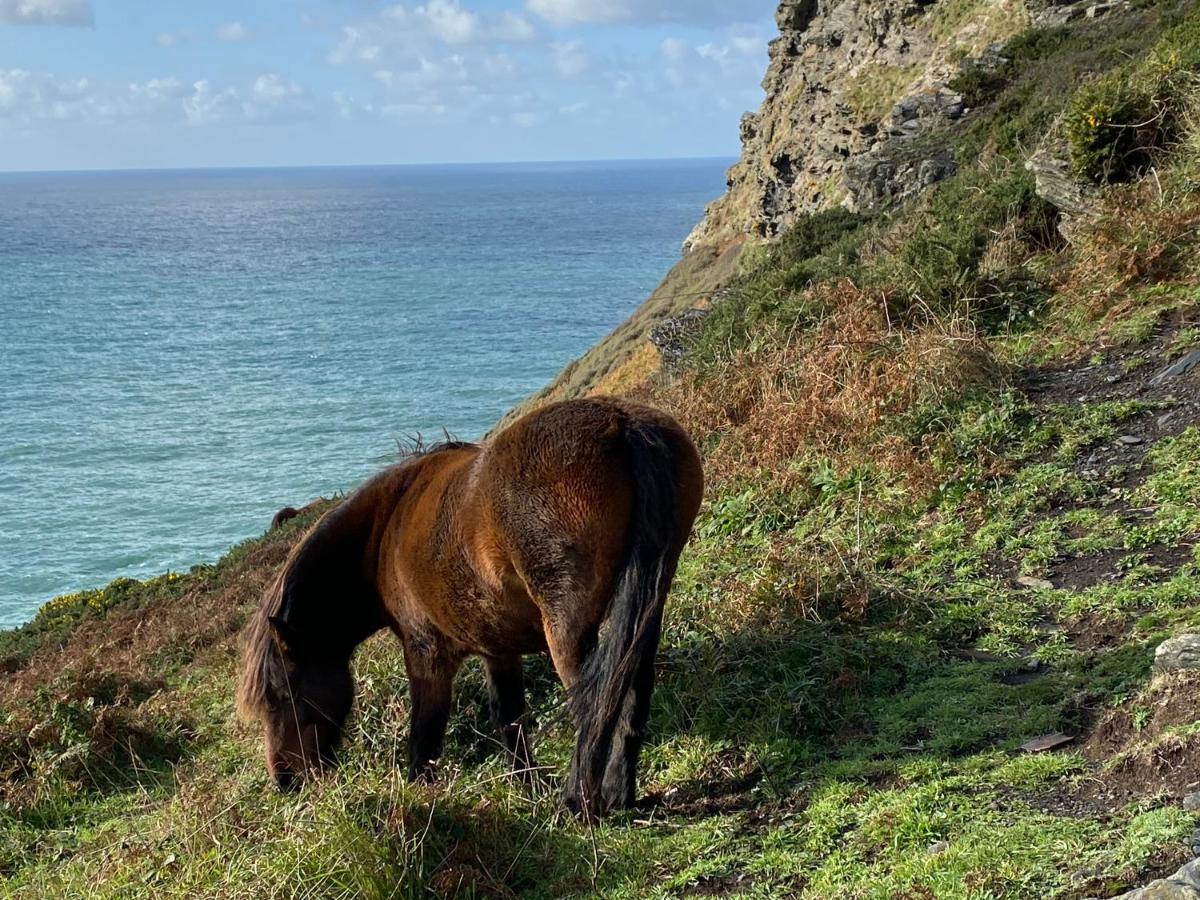 Polrunny Farm Blackberry Cottage - Cornwall Bliss In Sight Of The Sea ボスキャッスル エクステリア 写真