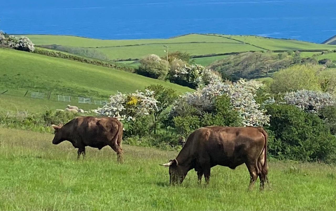 Polrunny Farm Blackberry Cottage - Cornwall Bliss In Sight Of The Sea ボスキャッスル エクステリア 写真